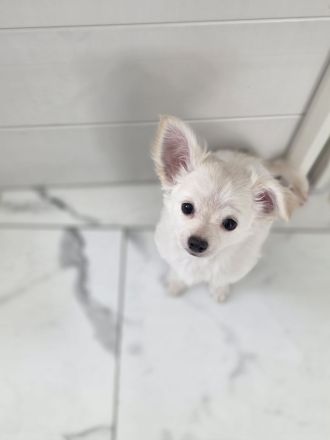 2 zauberhafte Chihuahua-Mädchen suchen ein liebevolles Zuhause auf Lebenszeit