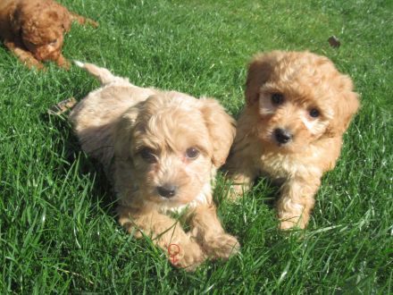 Maltipoo Welpen