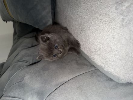 Süße Kitten (BKH   EKH Mix) suchen ein liebevolles Zuhause