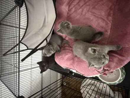 Süße Kitten (BKH   EKH Mix) suchen ein liebevolles Zuhause