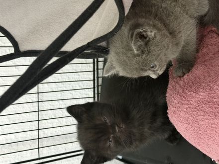 Süße Kitten (BKH   EKH Mix) suchen ein liebevolles Zuhause