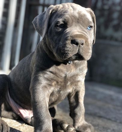 Cane Corso ein neues liebevolles Zuhause