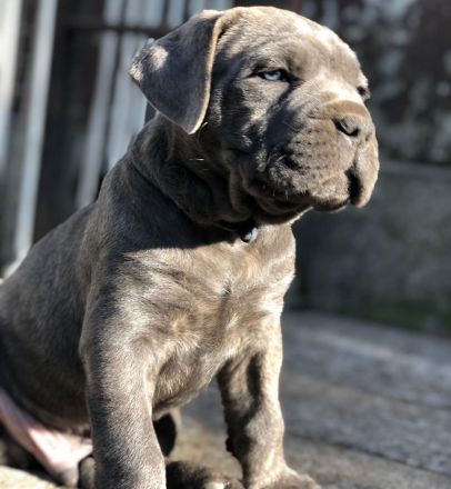 Cane Corso ein neues liebevolles Zuhause