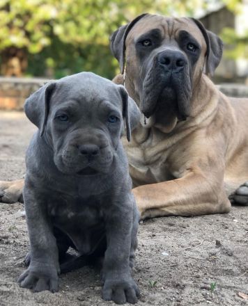Cane Corso ein neues liebevolles Zuhause
