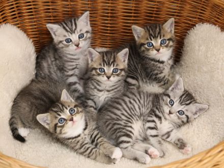 Kleine Samtpfoten, großes Glück: Unsere BKH-Kätzchen suchen liebevolle Familien.