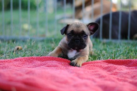 Französchische Bulldoggen