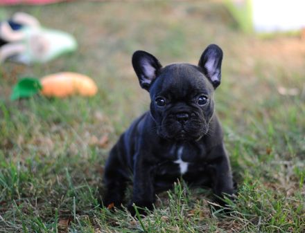 Französchische Bulldoggen