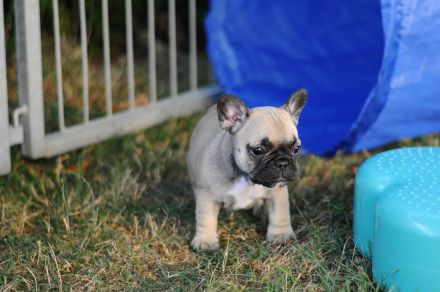 Französchische Bulldoggen