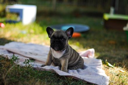 Französchische Bulldoggen