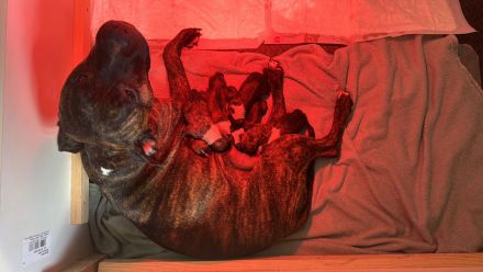 American Stafford Terrier