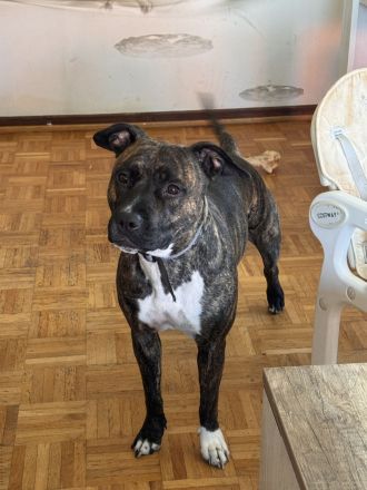 American Stafford Terrier