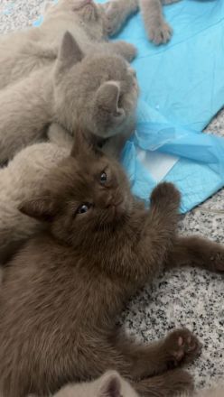 Bkh kitten Mädchen braun chocholate