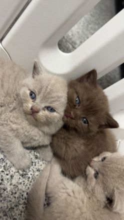 Bkh kitten