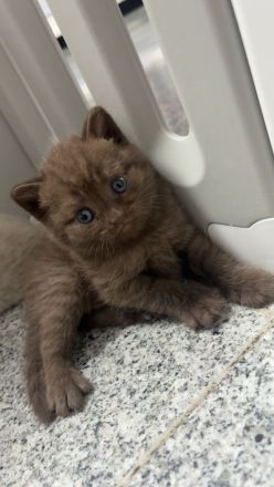 Bkh kitten