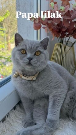 Bkh kitten