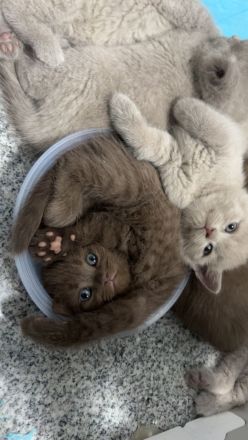 Bkh kitten Mädchen braun chocholate