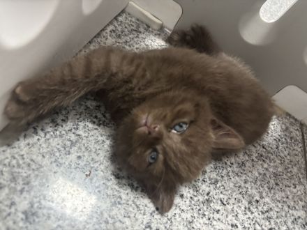 Bkh kitten Mädchen braun chocholate