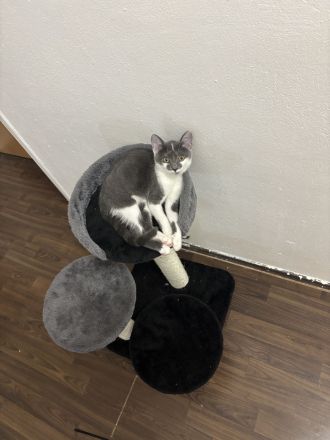 Baby katze