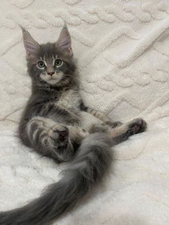 Maine Coons aus hervorragender Zuchtlinie verfügbar