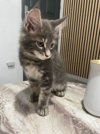 Maine Coons aus hervorragender Zuchtlinie verfügbar