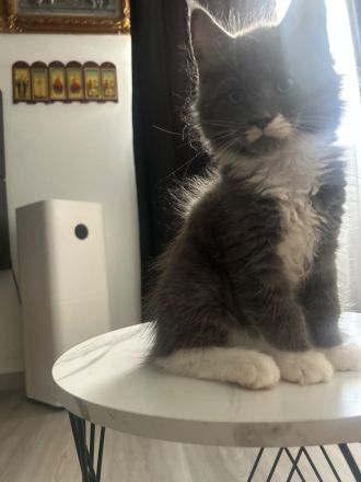 Maine Coons aus hervorragender Zuchtlinie verfügbar