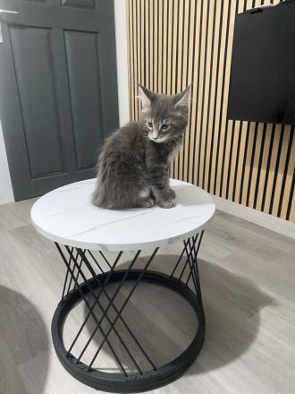 Maine Coons aus hervorragender Zuchtlinie verfügbar