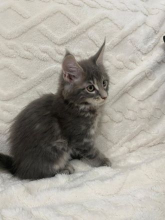 Maine Coons aus hervorragender Zuchtlinie verfügbar