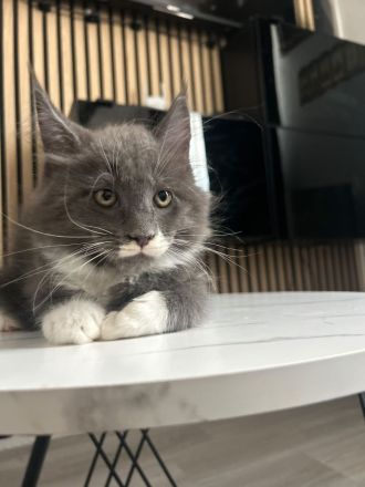 Maine Coons aus hervorragender Zuchtlinie verfügbar