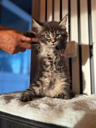 Maine Coons aus hervorragender Zuchtlinie verfügbar