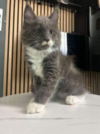 Maine Coons aus hervorragender Zuchtlinie verfügbar