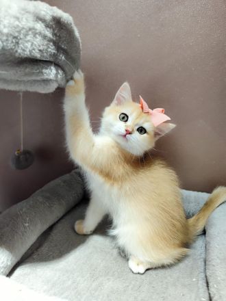 Golden Farben BKH Kitten