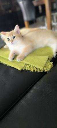 Golden Farben BKH Kitten
