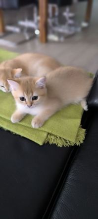 Golden Farben BKH Kitten