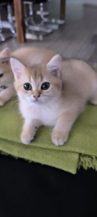 Golden Farben BKH Kitten