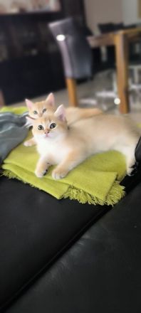 Golden Farben BKH Kitten