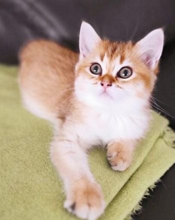 Golden Farben BKH Kitten
