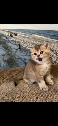 BKH Kitten