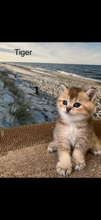 BKH Kitten