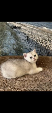 BKH Kitten