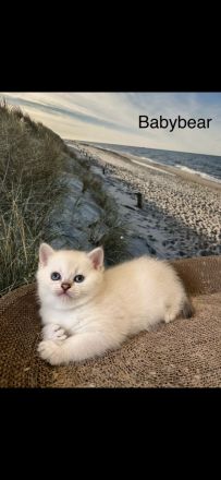 BKH Kitten