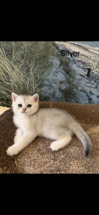 BKH Kitten