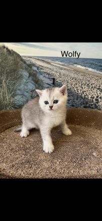 BKH Kitten
