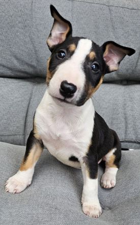 Miniatur Bullterrier Welpen