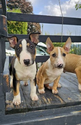 Miniatur Bullterrier Welpen