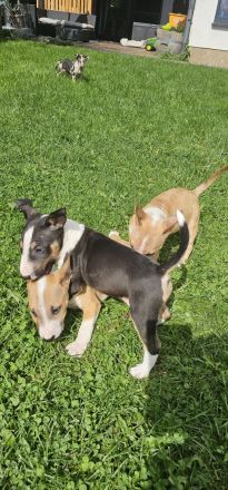 Miniatur Bullterrier Welpen
