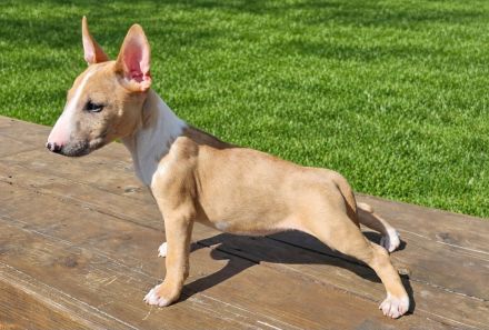 Miniatur Bullterrier Welpen