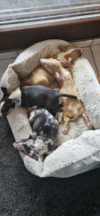Miniatur Bullterrier Welpen