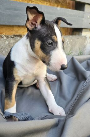 Miniatur Bullterrier Welpen
