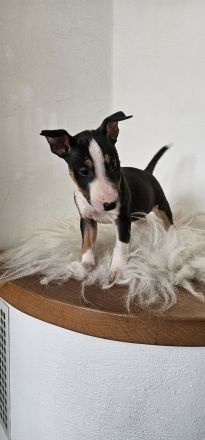 Miniatur Bullterrier Welpen