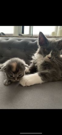 Süße wundervolle xl Maine Coon Babys